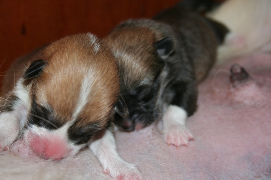 Puppies